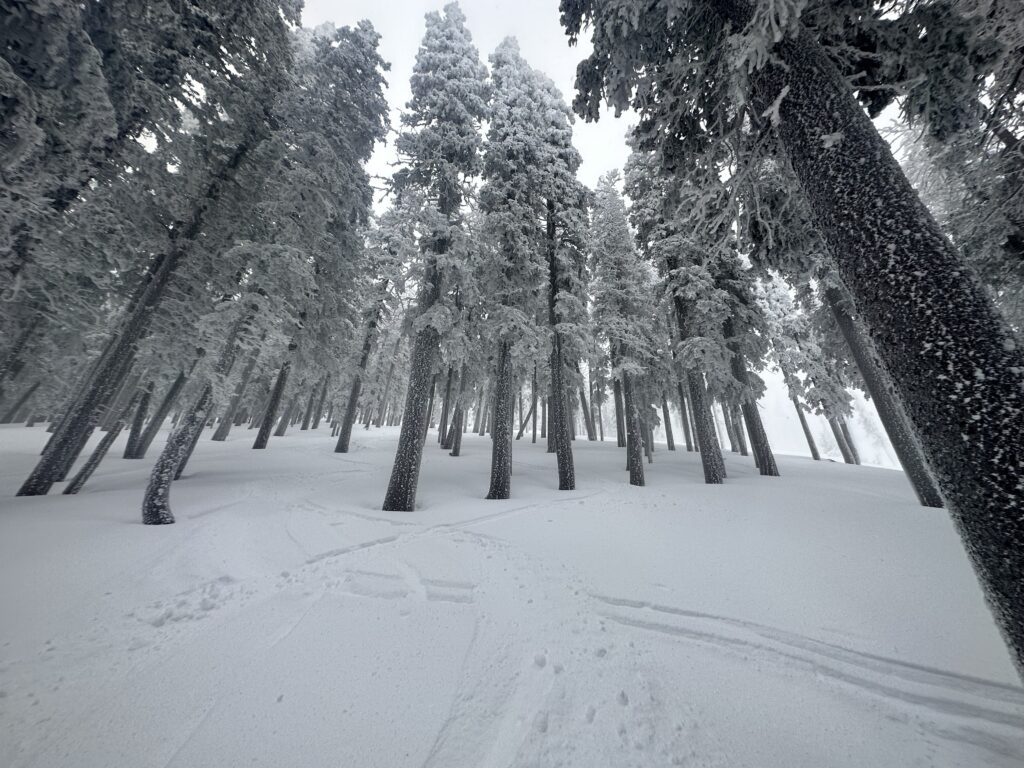 Ski Santa Fe trees between Wizard & Big Rocks runs.